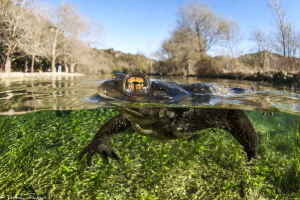 Bufo bufo over-under (Buèges spring) by Mathieu Foulquié 
